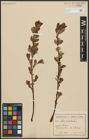 Foto von Salix aurita L.